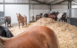 Afbeelding van Paardenwelzijn: nieuw of van alle tijden?