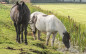 Afbeelding van Westnijlvirus bij paard in Zuid-Holland